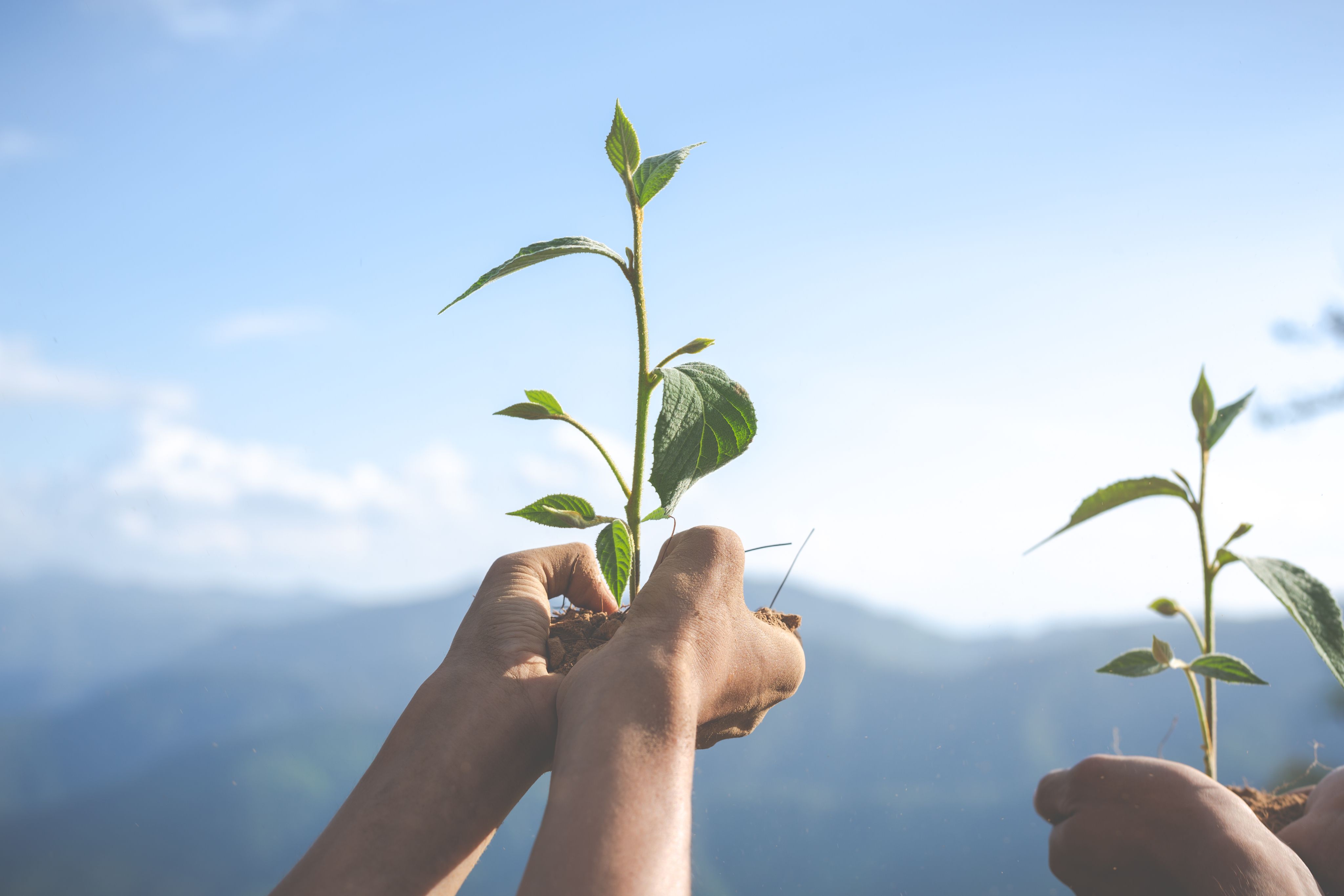 Mains tenant des plantes